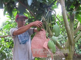 Nông dân An Giang trồng xoài thu được trên 2.000 tỷ đồng